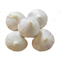 China farm fresh solo garlic